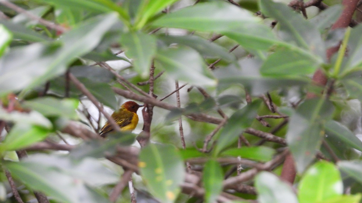 Yellow Warbler (Mangrove) - ML623761341