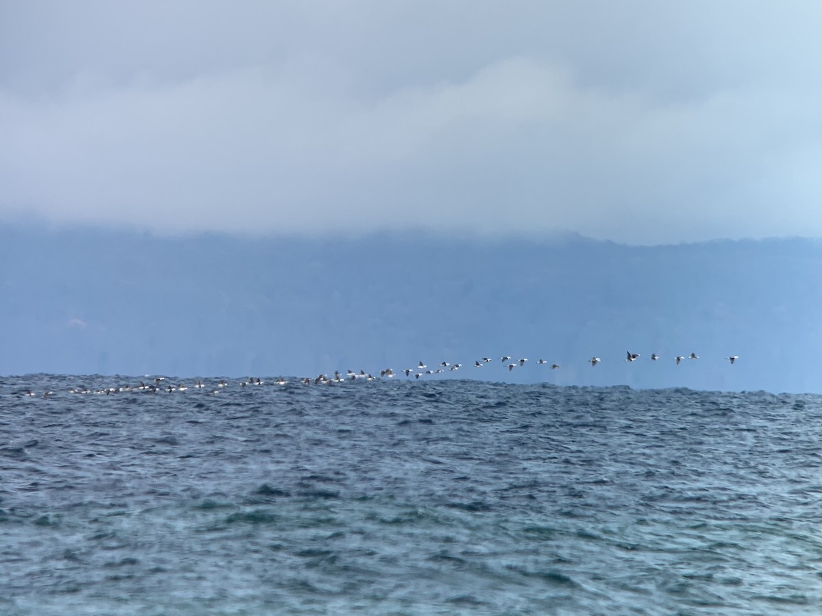 Long-tailed Duck - ML623761361