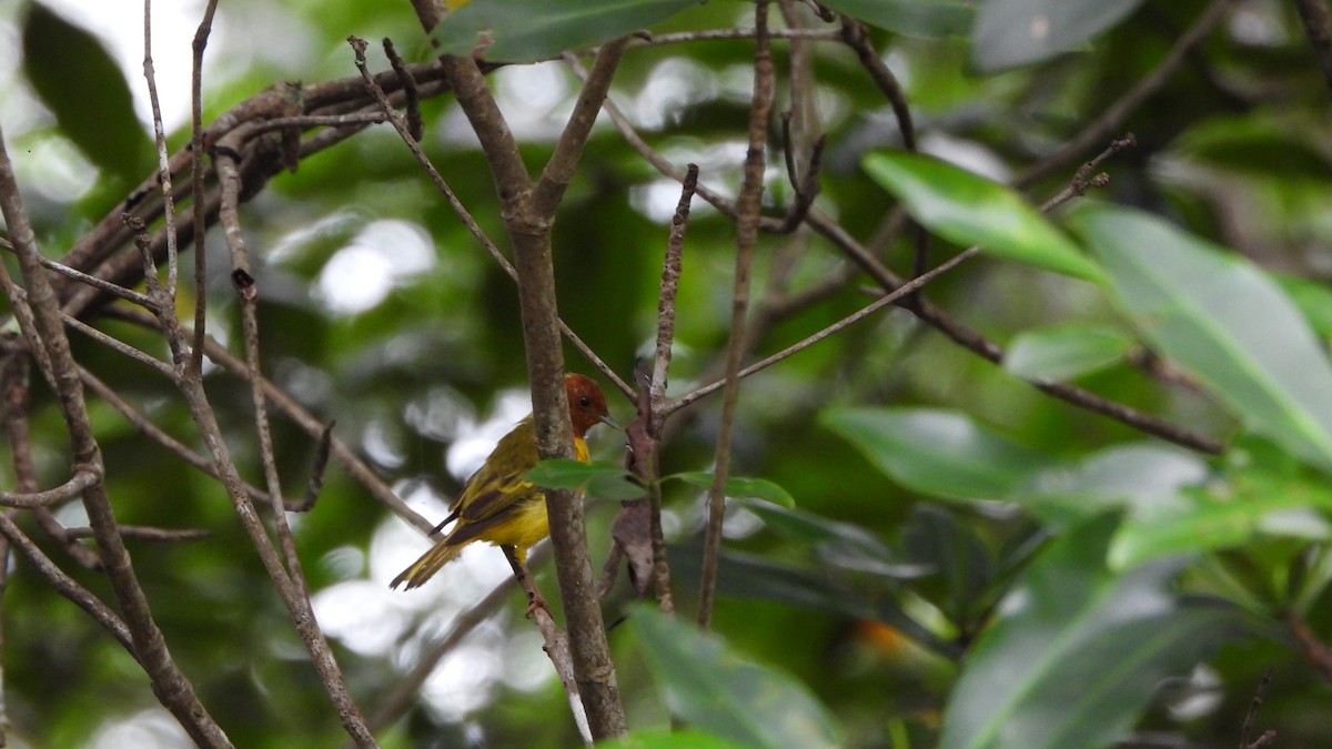 Yellow Warbler (Mangrove) - ML623761369