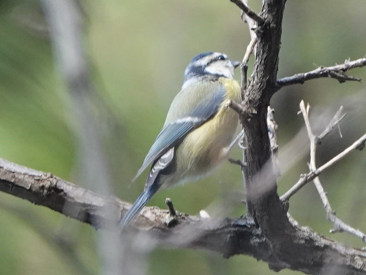 Eurasian Blue Tit - ML623761398