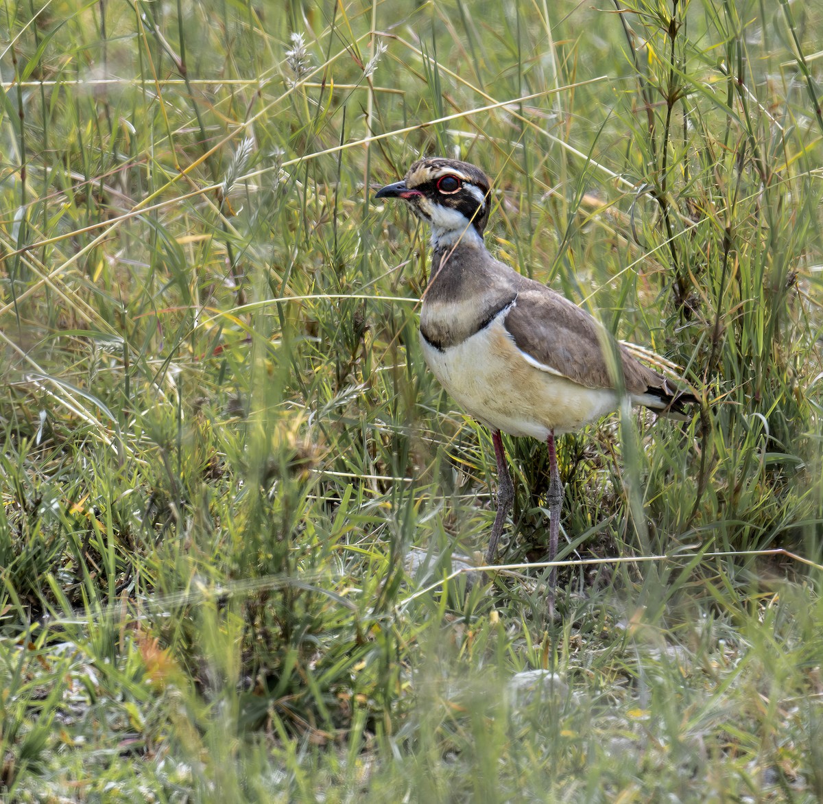 Bronze-winged Courser - ML623761401