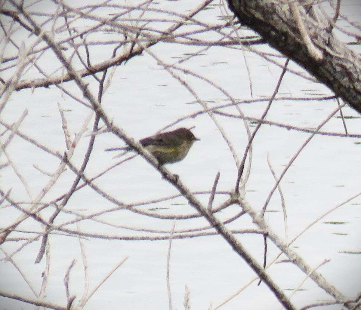 Yellow-rumped Warbler (Audubon's) - ML623761447