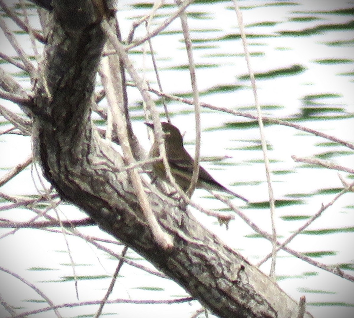 Yellow-rumped Warbler (Audubon's) - ML623761454