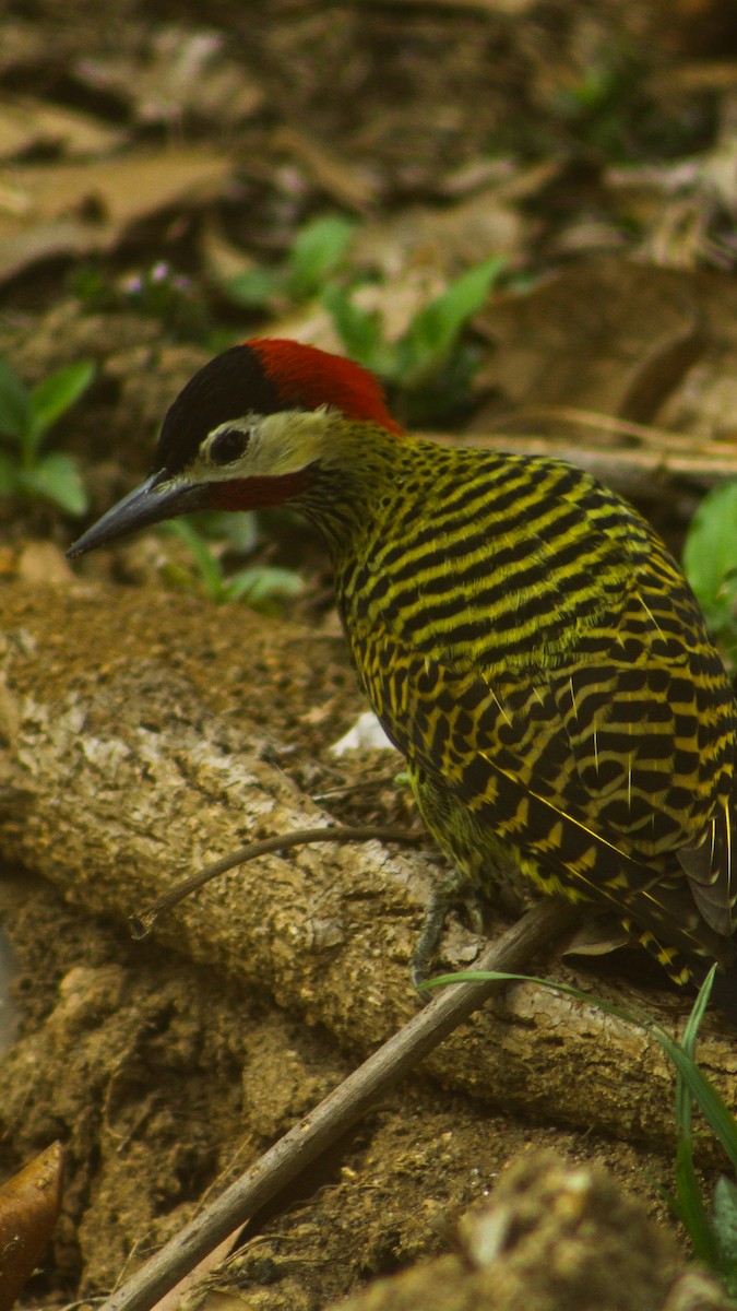 Green-barred Woodpecker - ML623761503