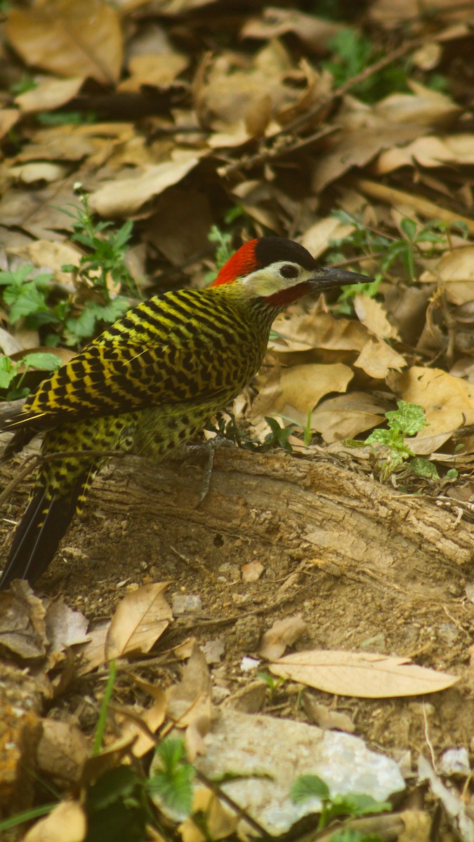Green-barred Woodpecker - ML623761504