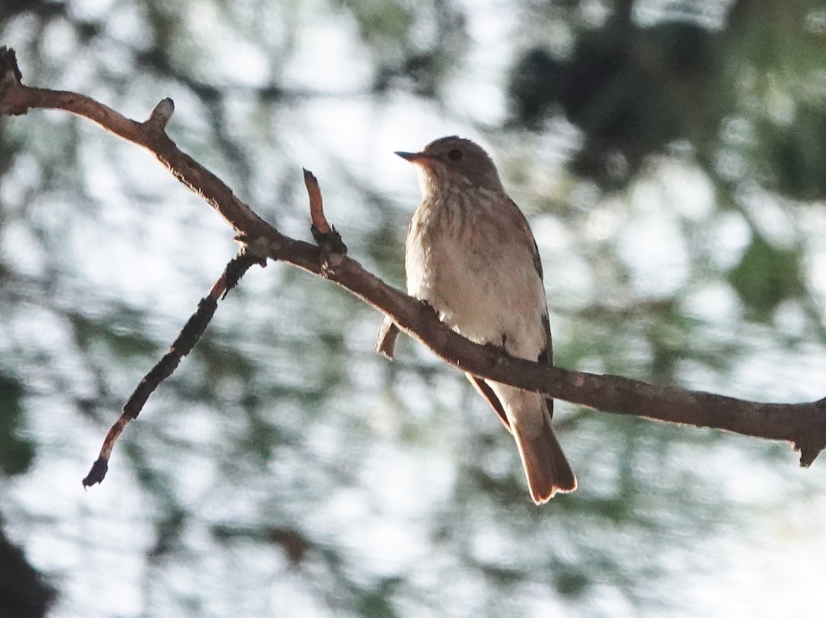 Spotted Flycatcher - ML623761518