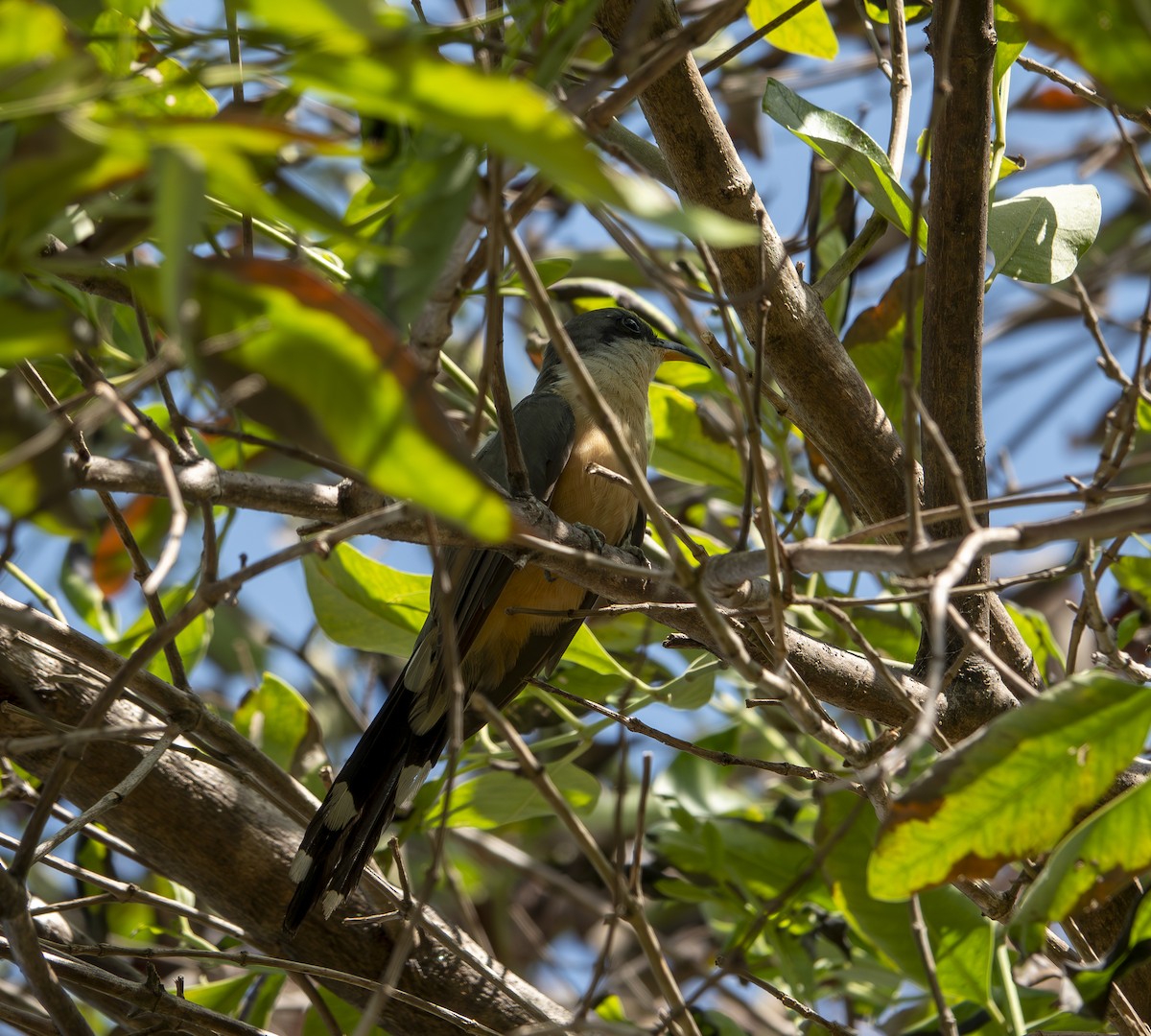 Mangrove Cuckoo - ML623761522