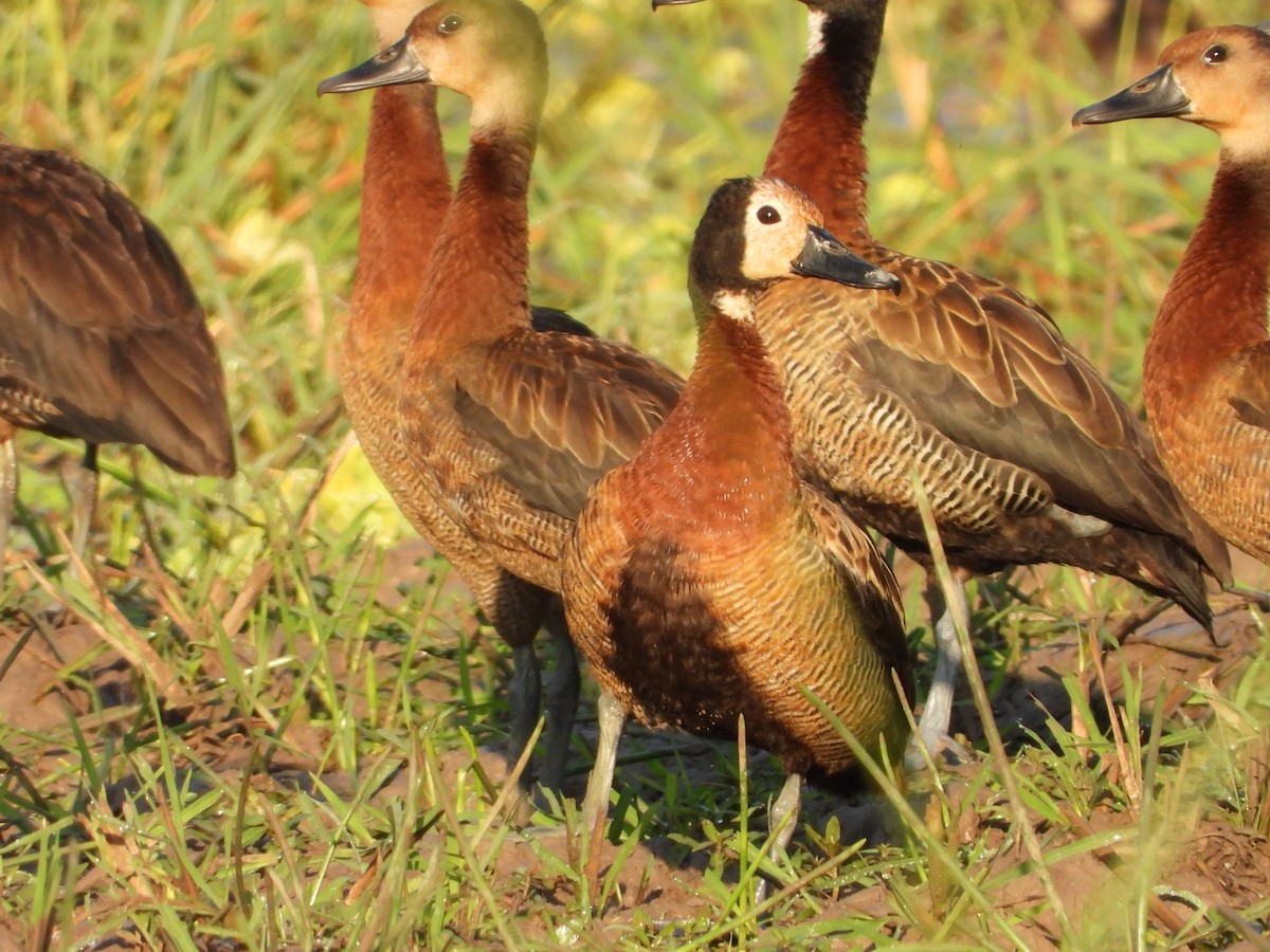 White-faced Whistling-Duck - ML623761561