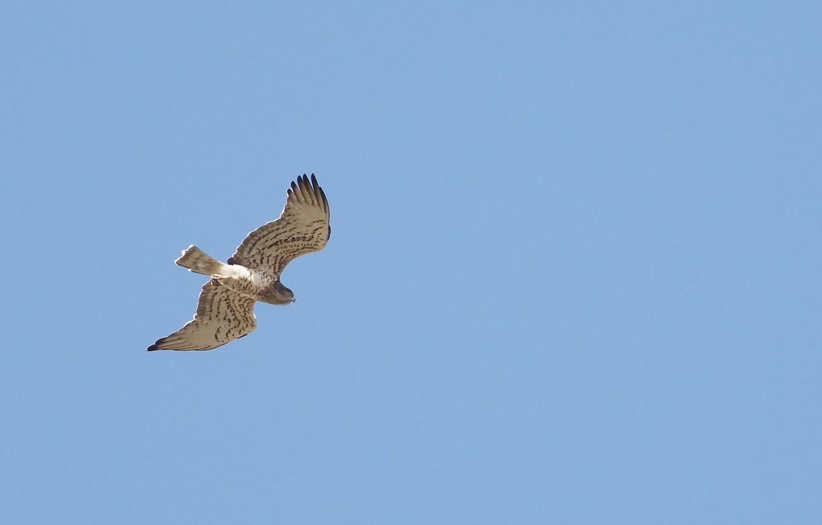 Short-toed Snake-Eagle - ML623761581