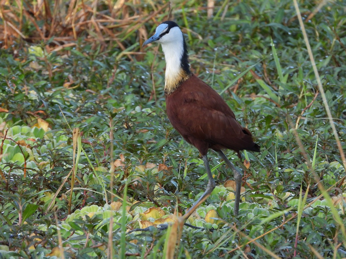 African Jacana - ML623761619