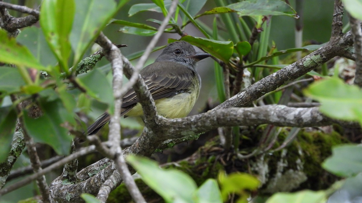 Panama Flycatcher - ML623761621