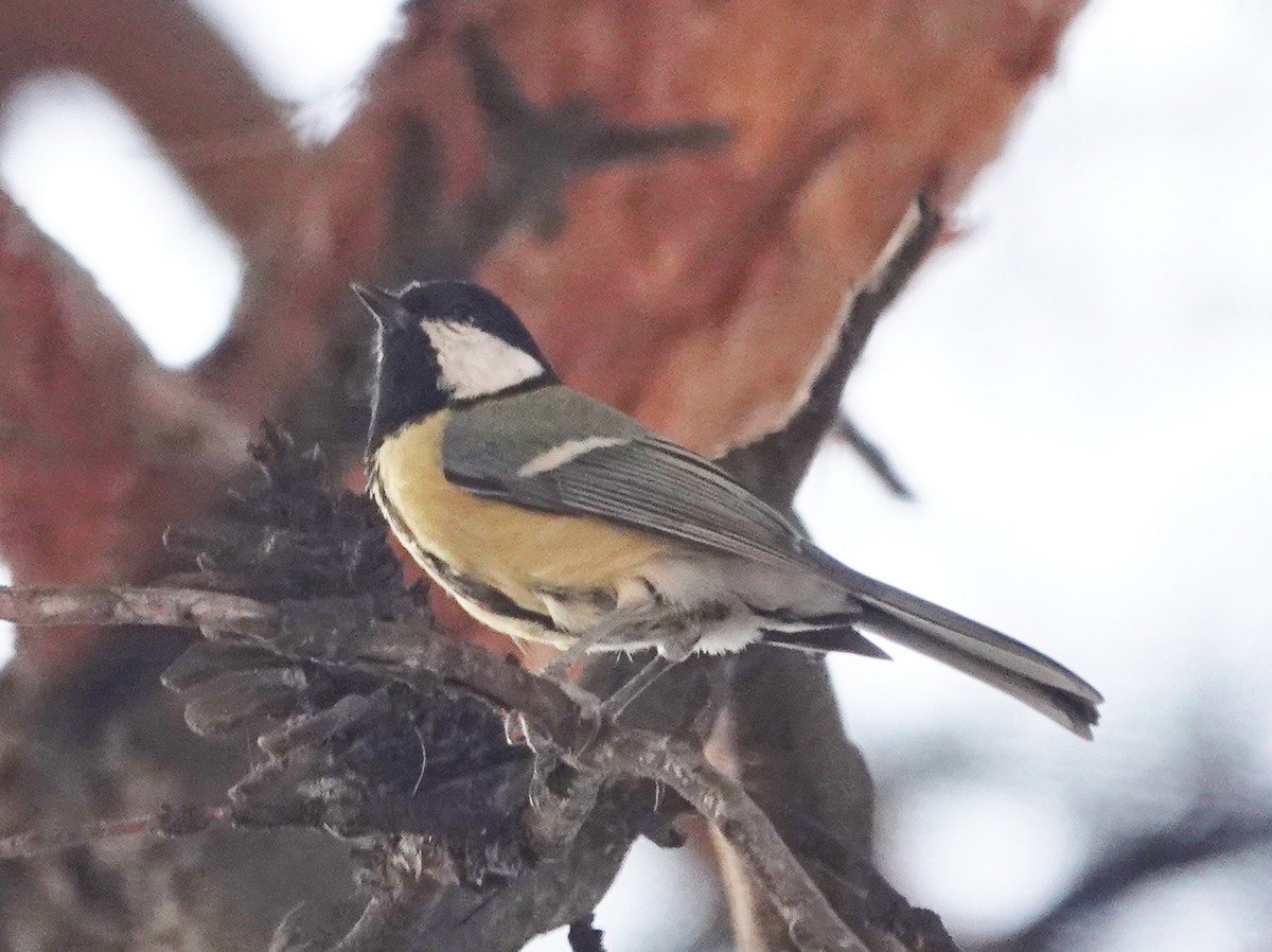 Great Tit - ML623761623