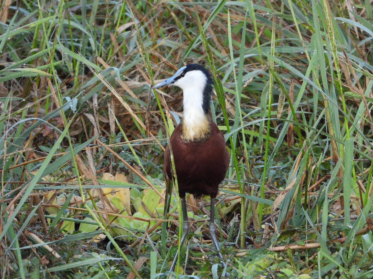 African Jacana - ML623761638