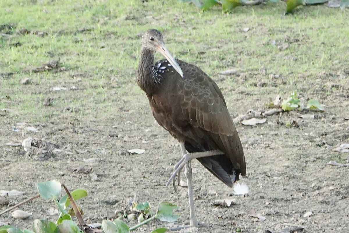 Limpkin (Brown-backed) - Karen Thompson