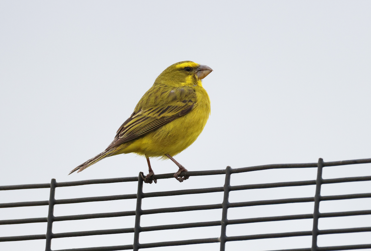 Brimstone Canary - ML623761643