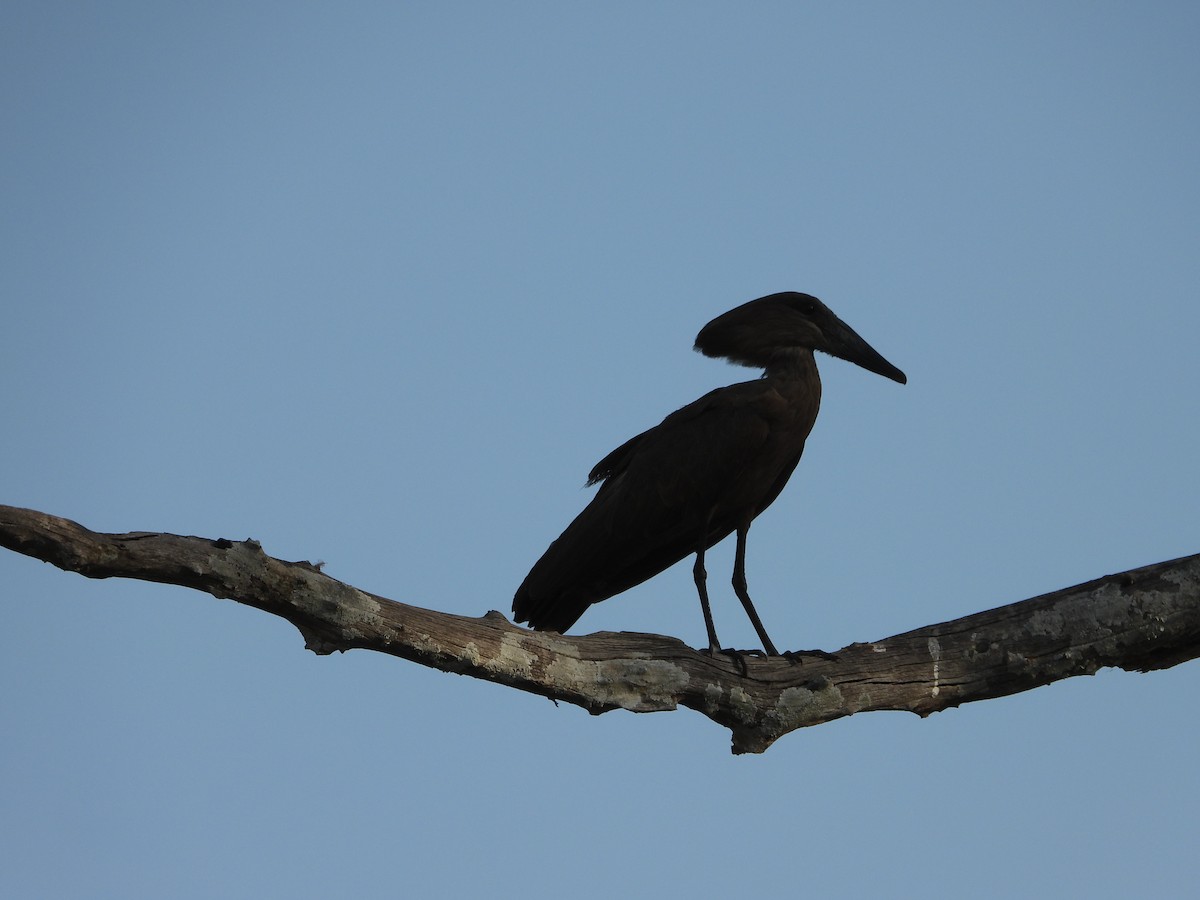 Hamerkop - ML623761662