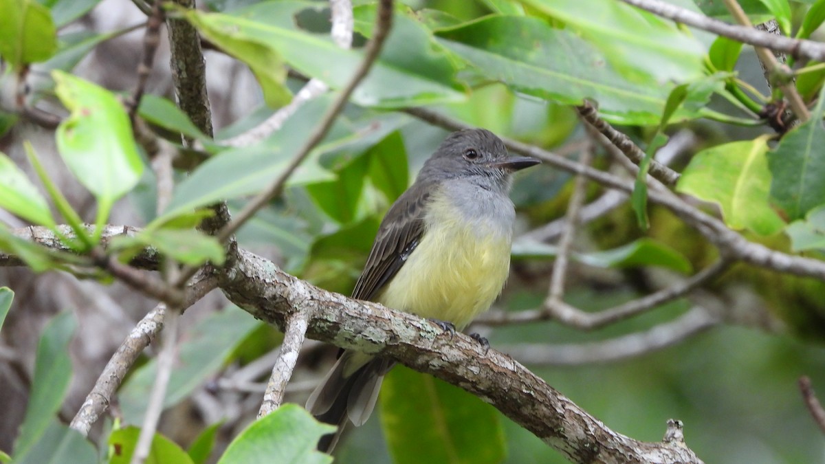 Panama Flycatcher - ML623761685