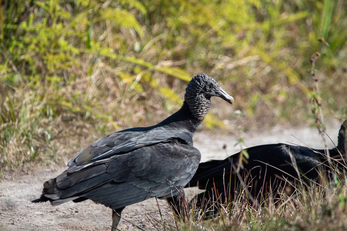 Black Vulture - Felipe Penedo