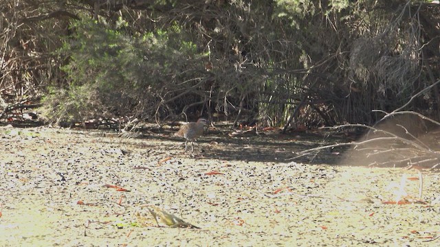 Buff-banded Rail - ML623761705