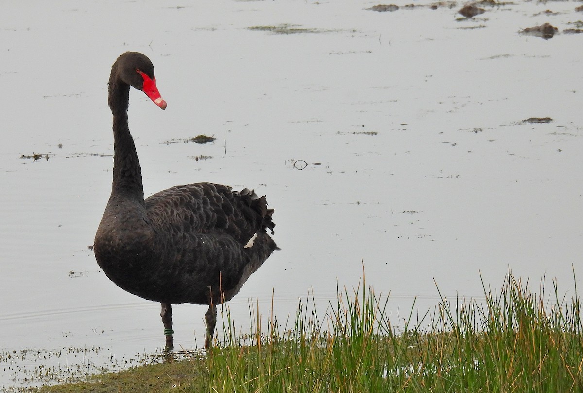 Black Swan - ML623761770