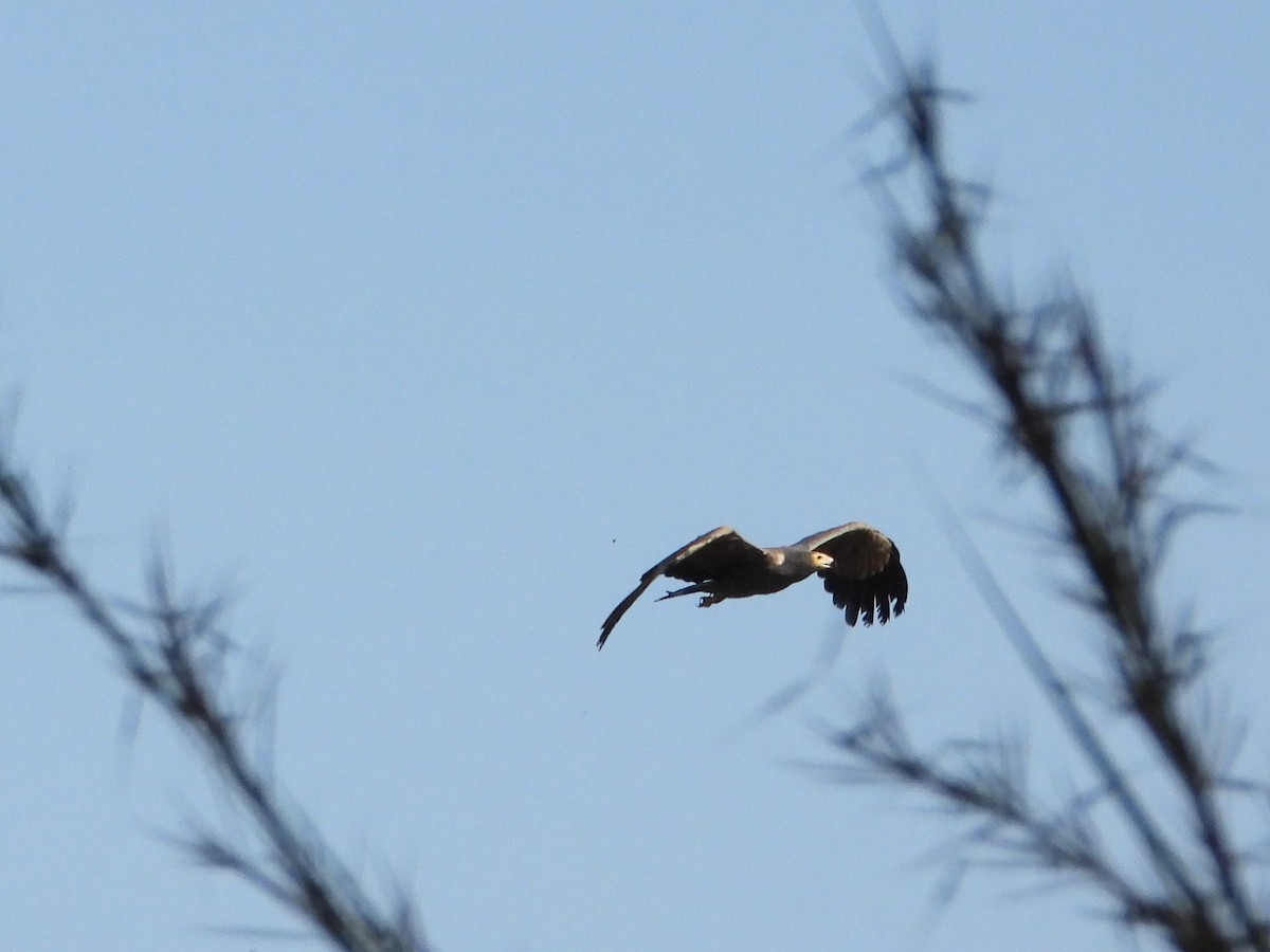 African Harrier-Hawk - ML623761778