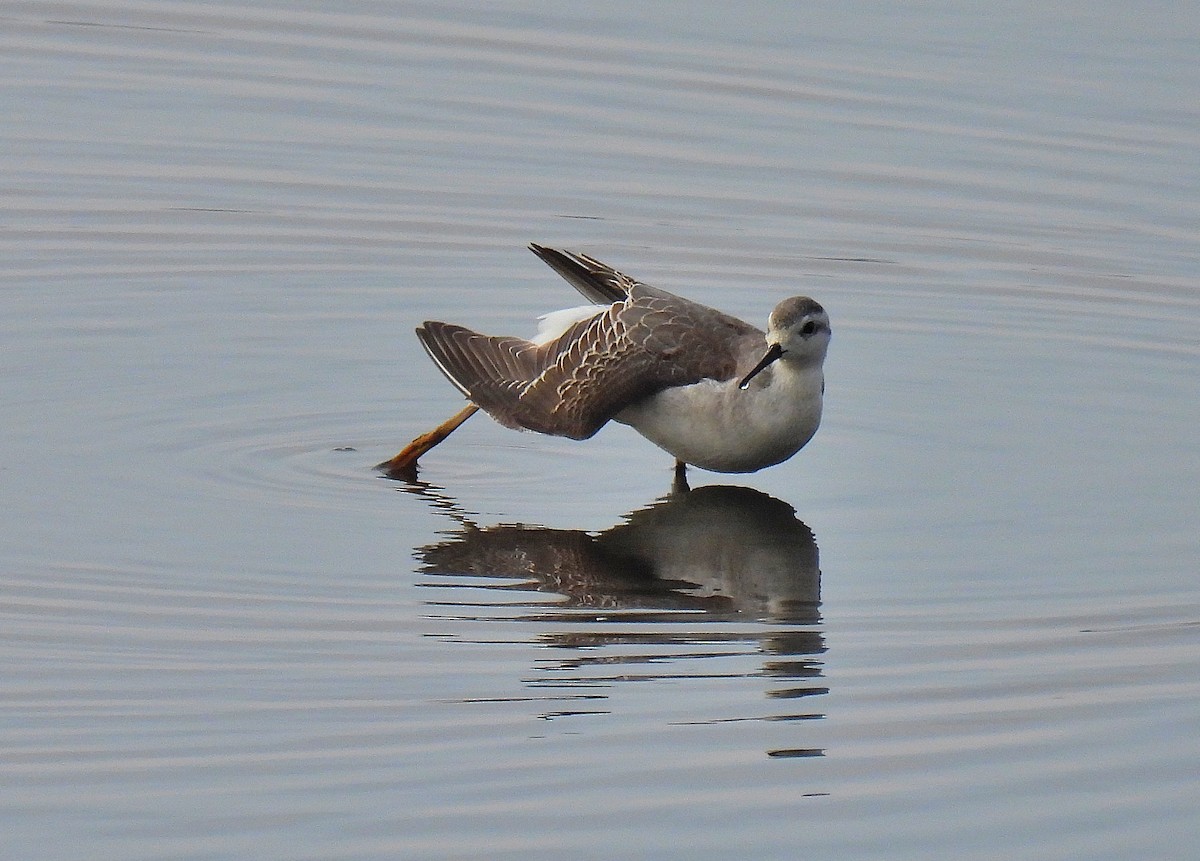 Wilson's Phalarope - ML623761828