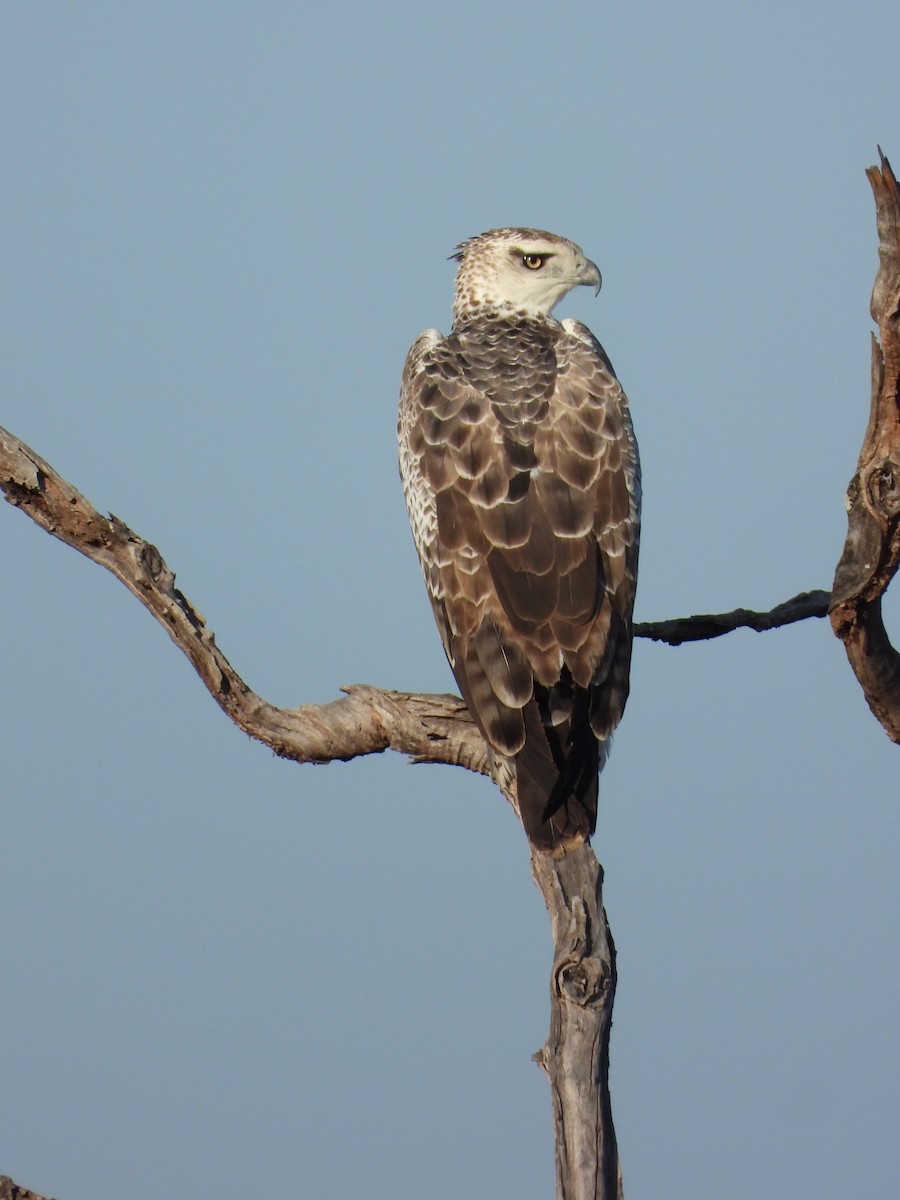 Martial Eagle - ML623761835