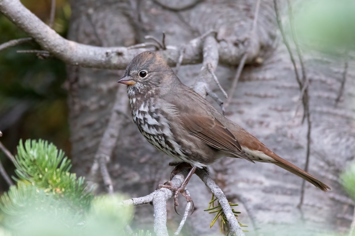 Fox Sparrow - ML623761844