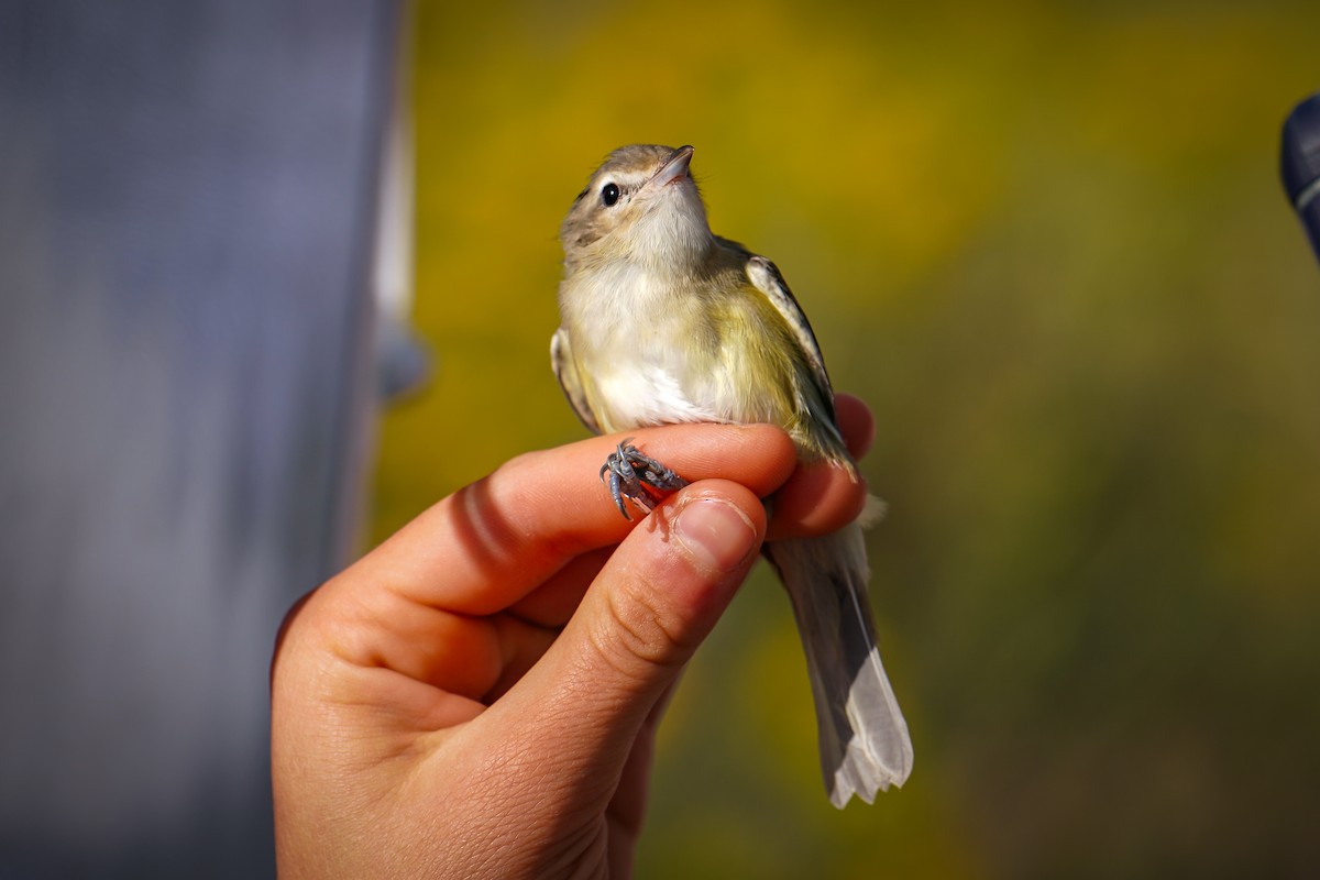 Warbling Vireo - ML623761851