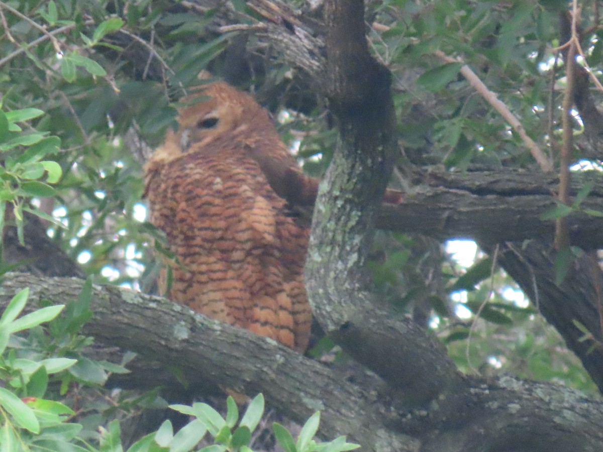 Pel's Fishing-Owl - Charley Herzfeld