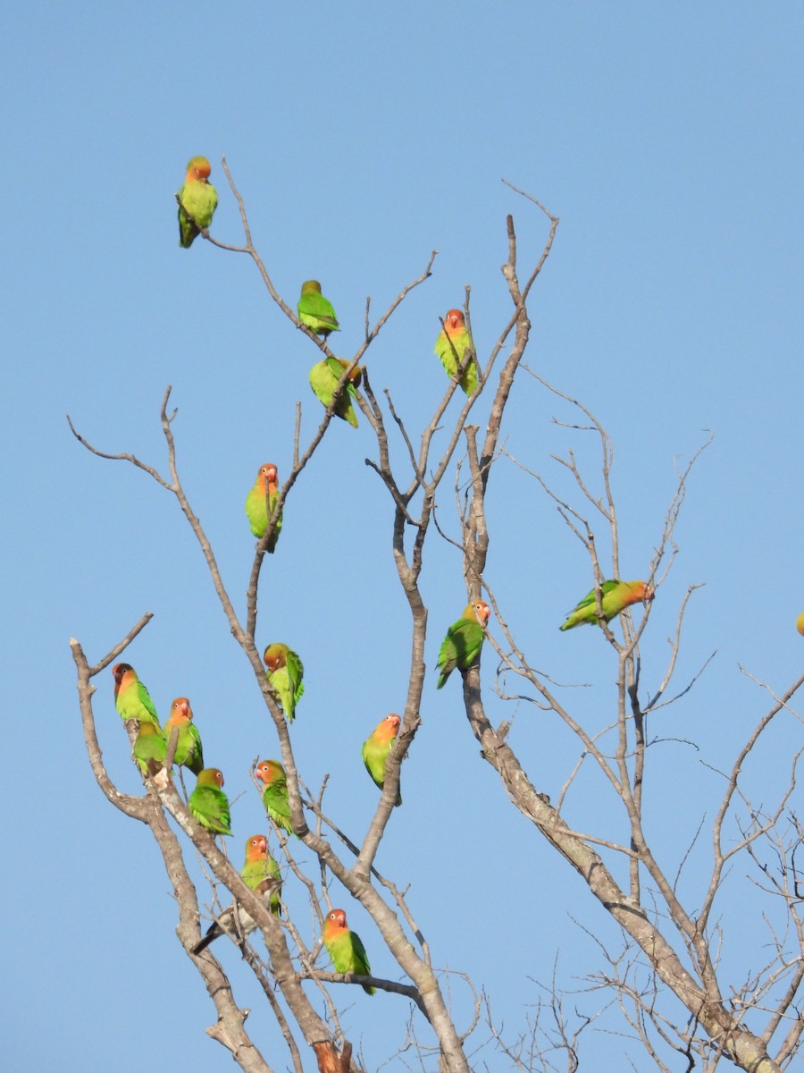 Lilian's Lovebird - ML623761892