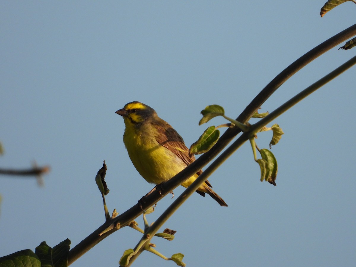 Yellow-fronted Canary - ML623761926