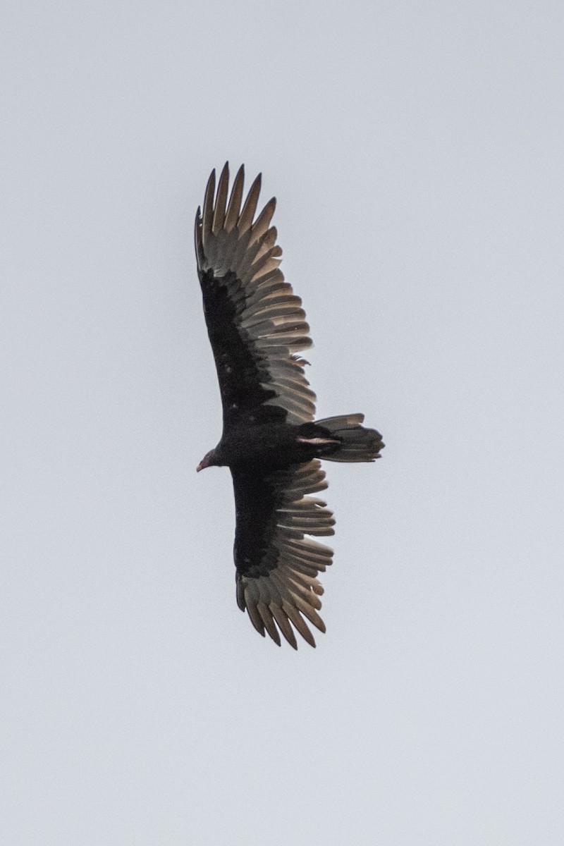 Turkey Vulture (Northern) - ML623761928