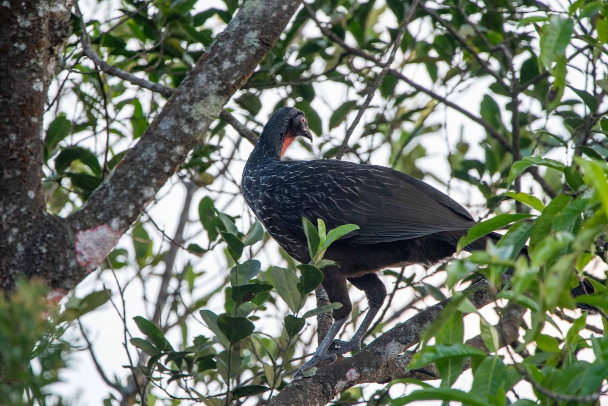 Dusky-legged Guan - ML623761932