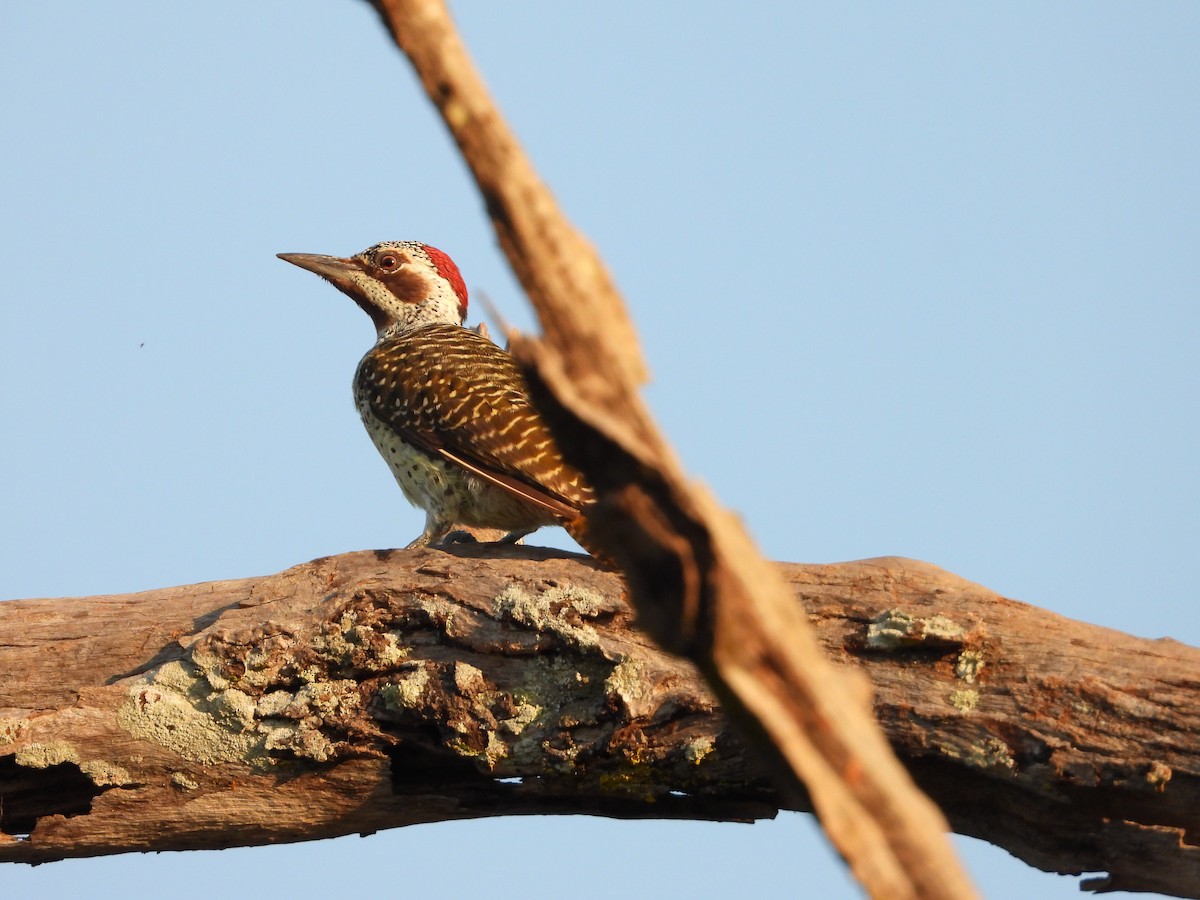 Bennett's Woodpecker - ML623761954