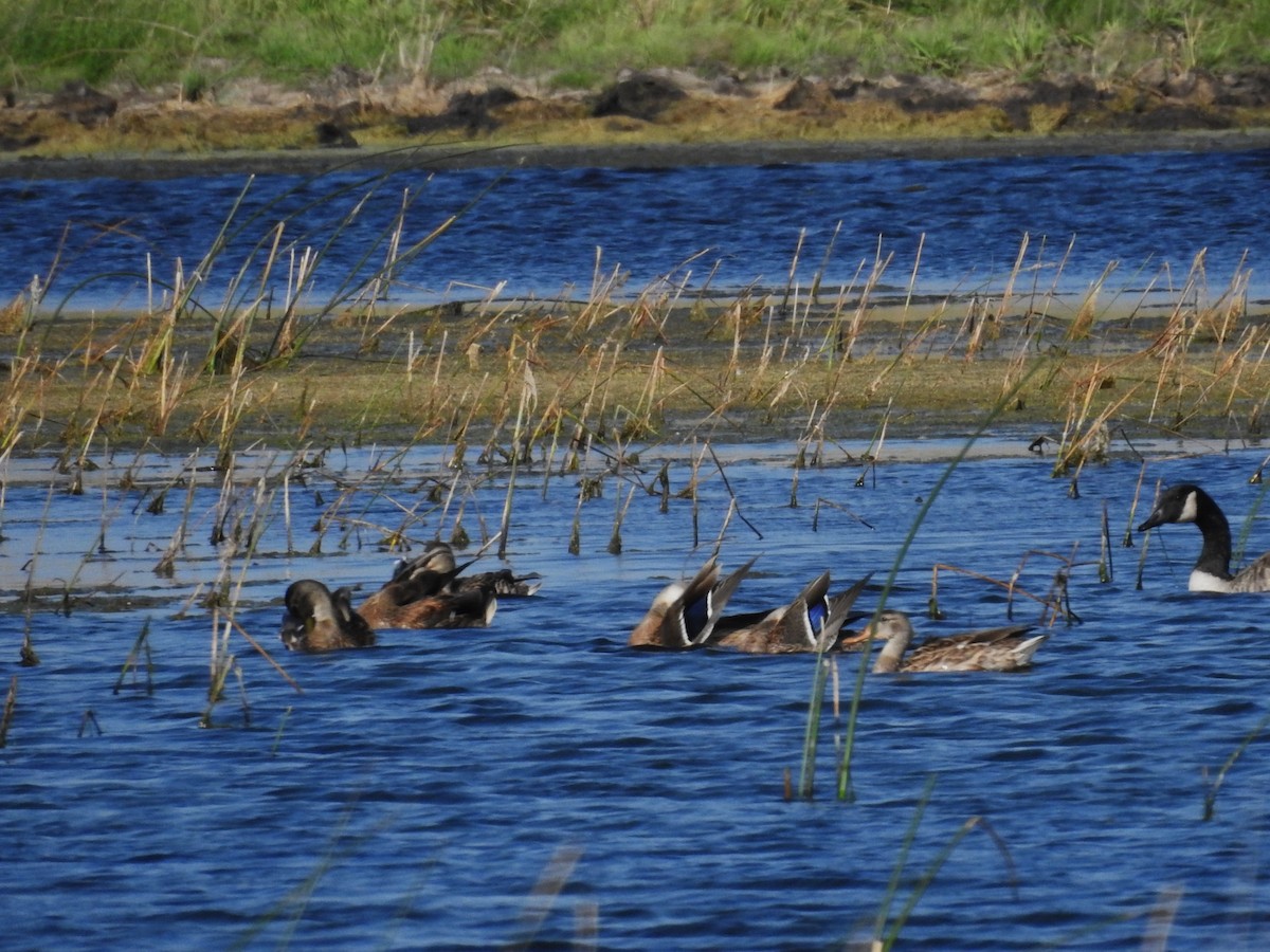 Mallard - ML623761961