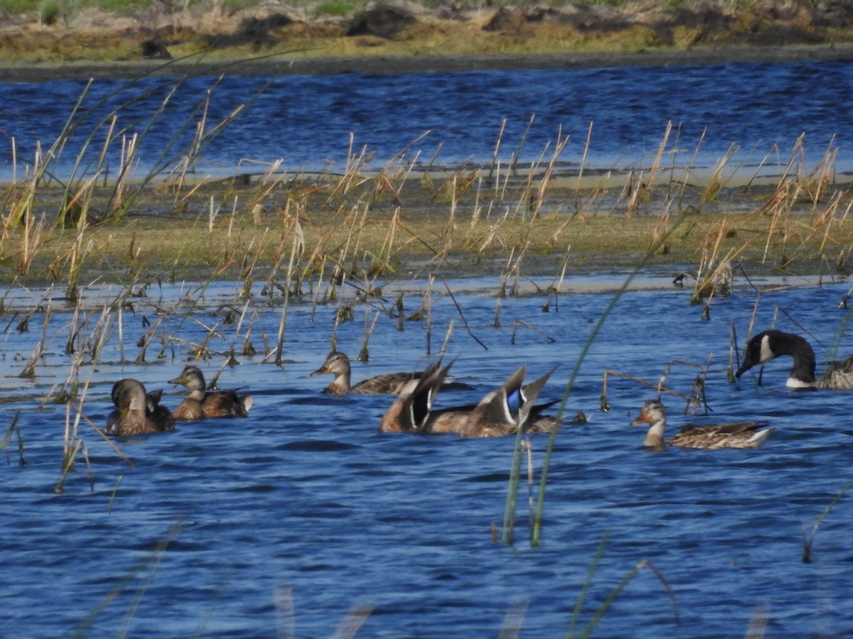Mallard - ML623761962