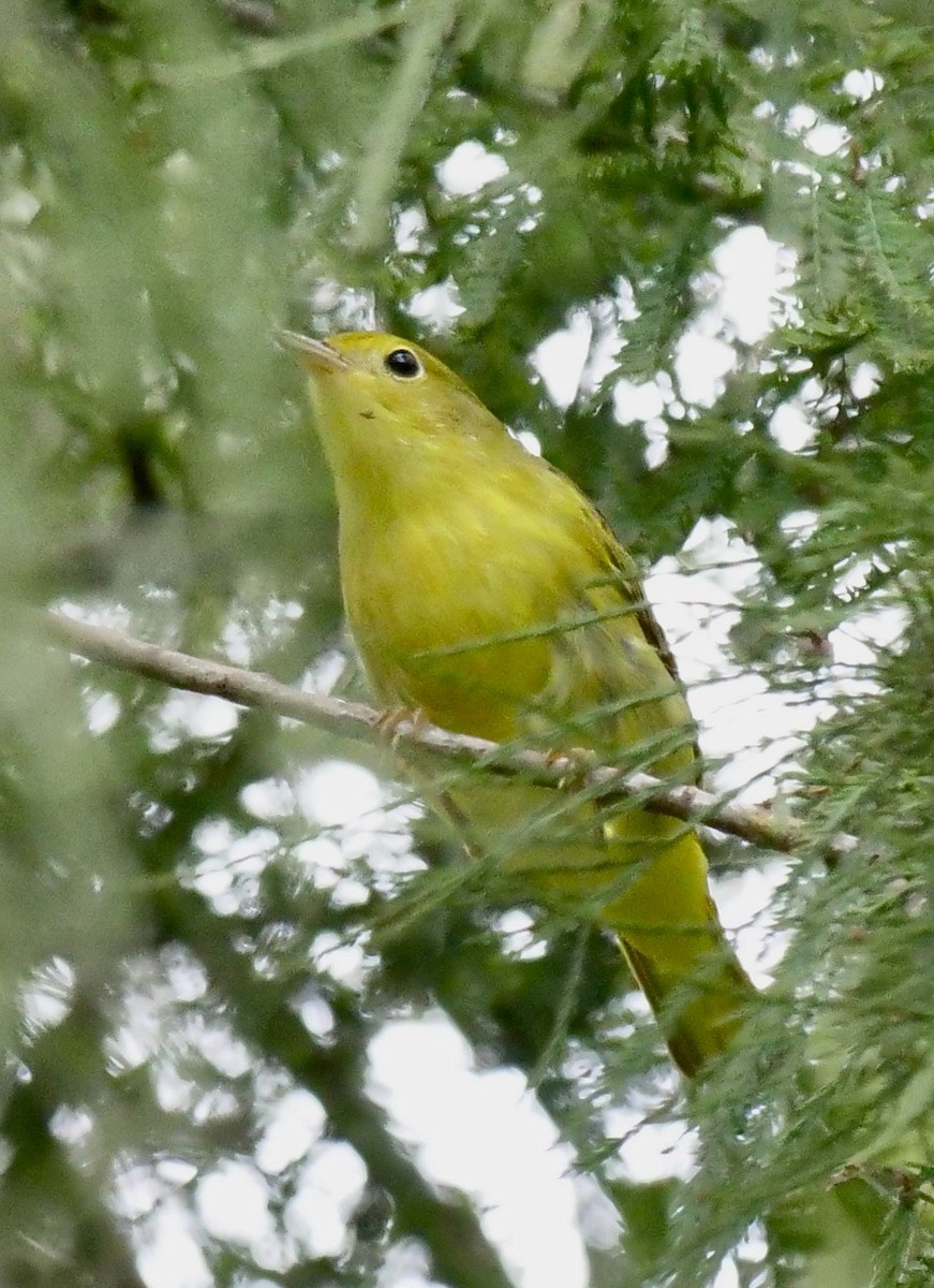 Yellow Warbler (Northern) - ML623762053