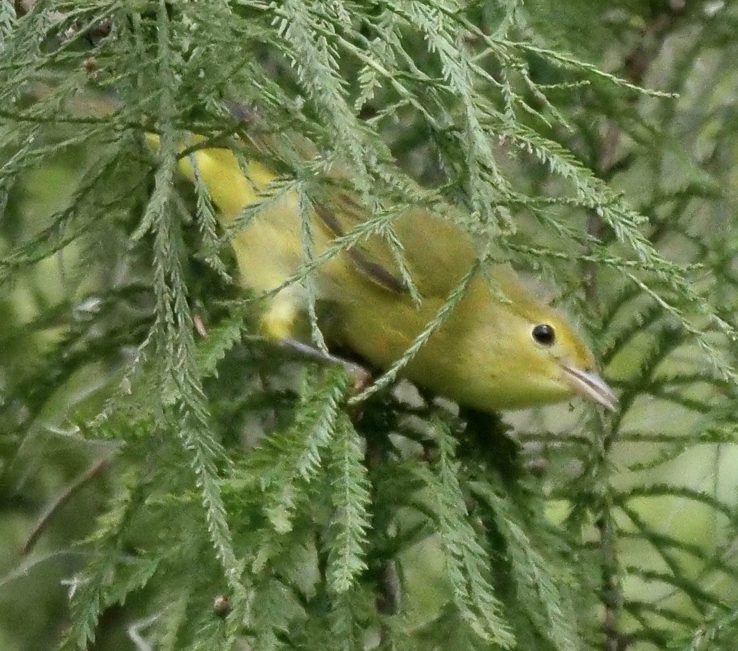 Yellow Warbler (Northern) - ML623762054