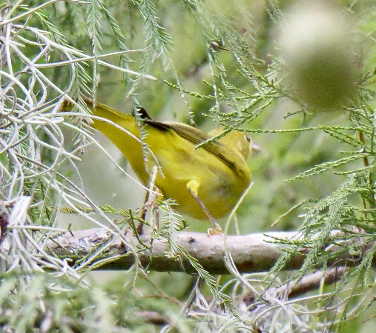 Yellow Warbler (Northern) - ML623762055