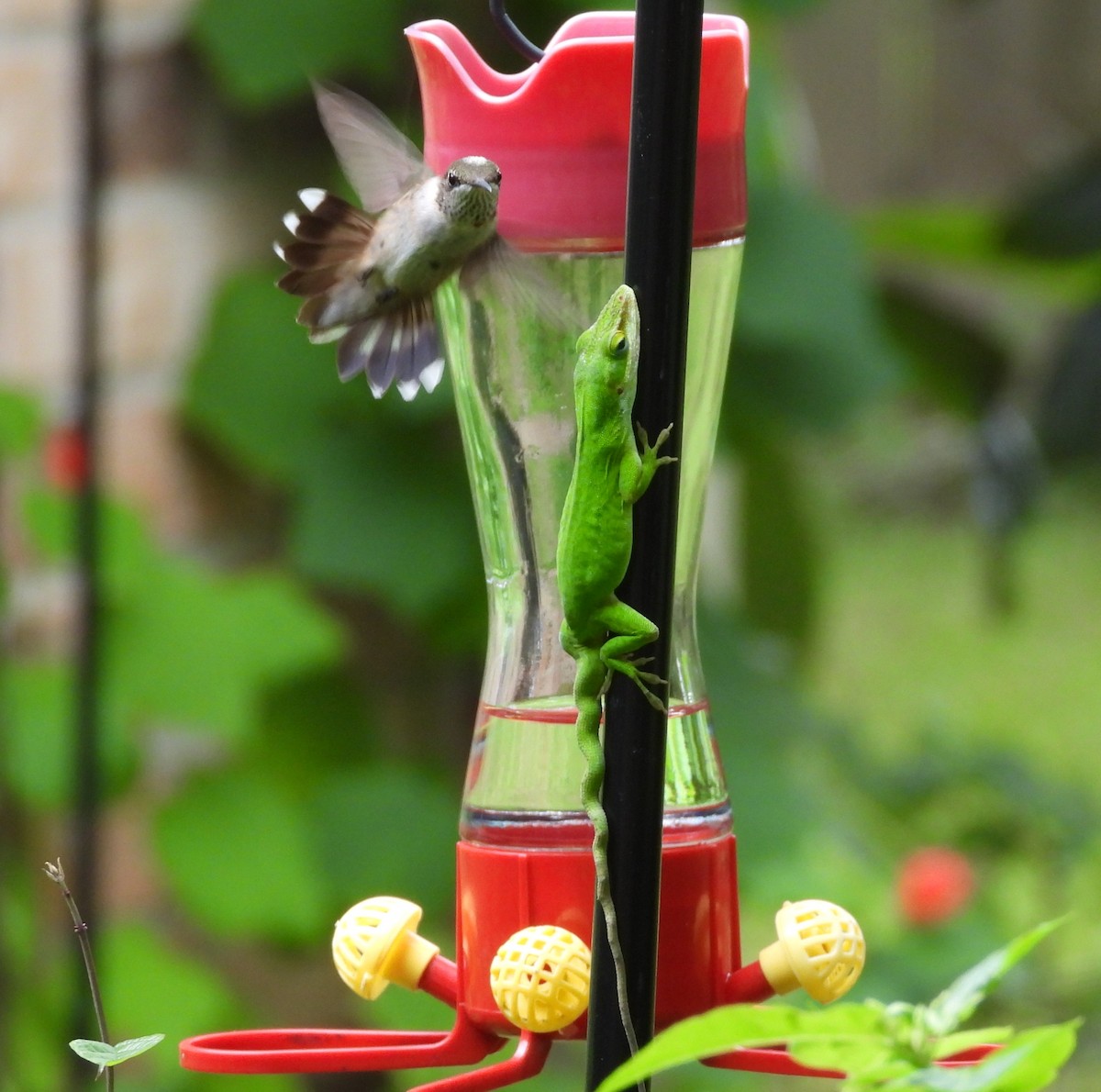 Ruby-throated Hummingbird - Cheryl Huner