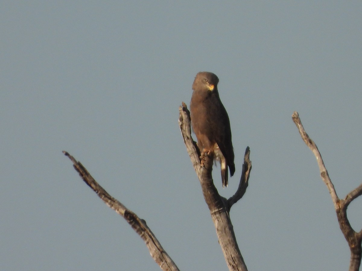 Banded Snake-Eagle - ML623762107