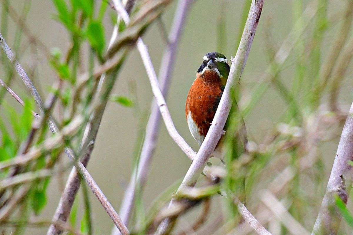 Black-and-rufous Warbling Finch - ML623762112