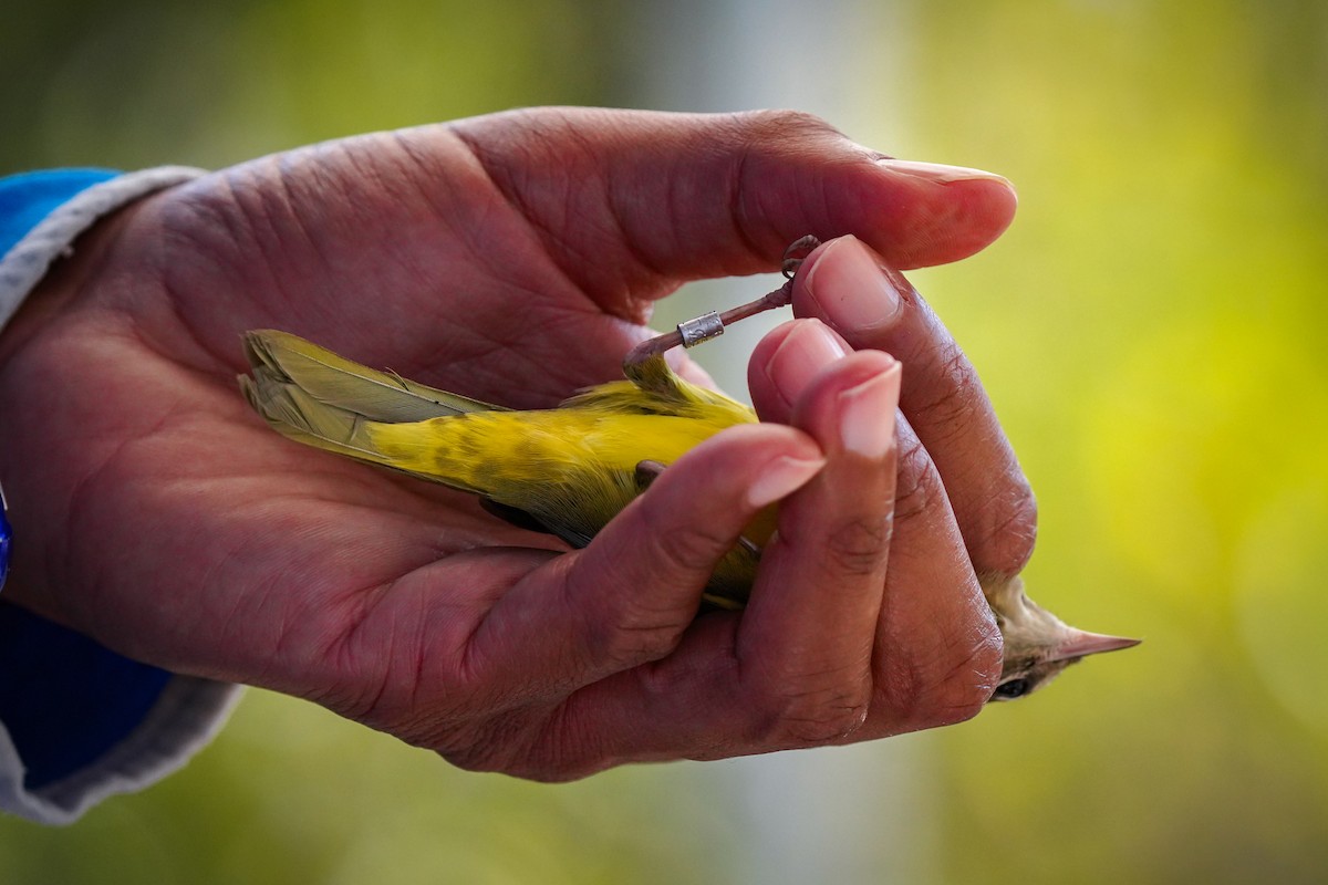 MacGillivray's Warbler - ML623762136