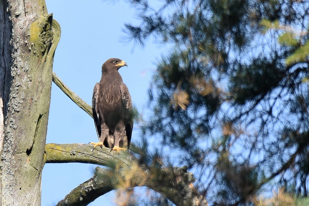 Águila Pomerana - ML623762156