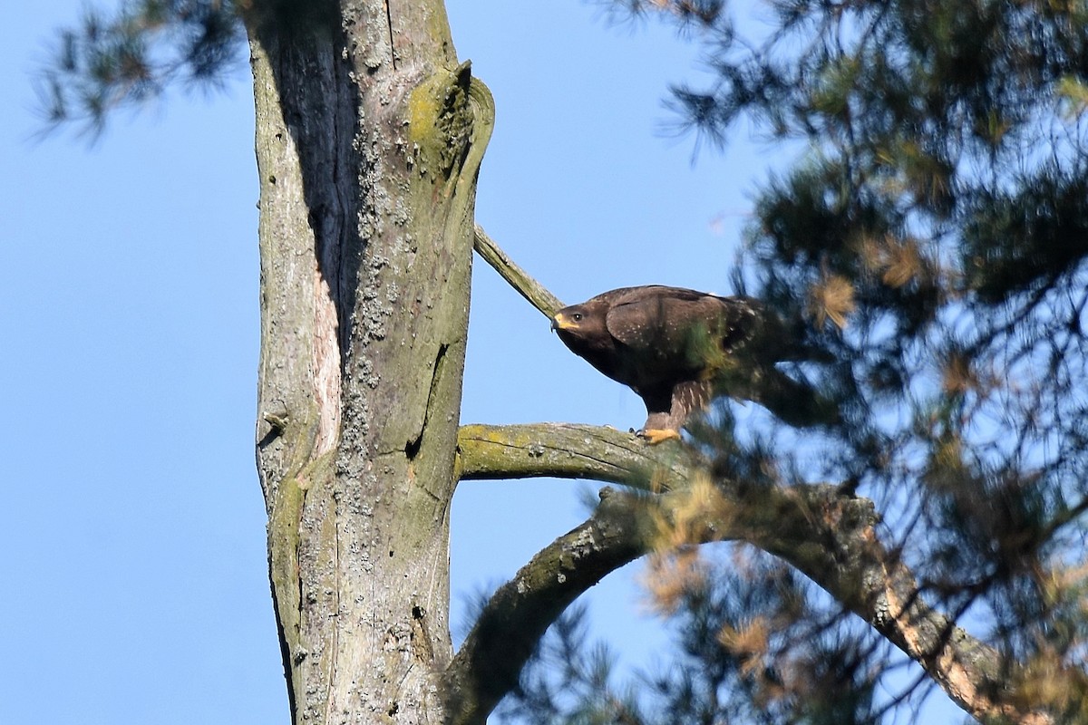 Águila Pomerana - ML623762159