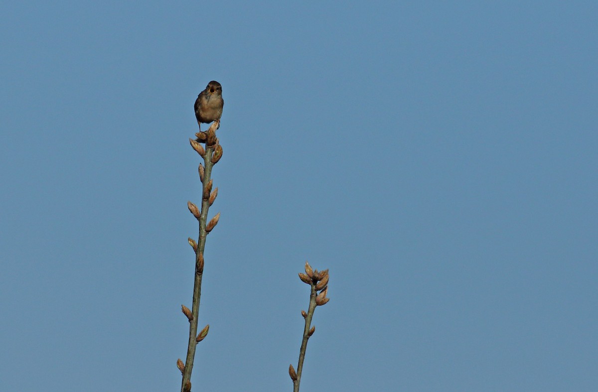 Eurasian Wren - Andrew Steele