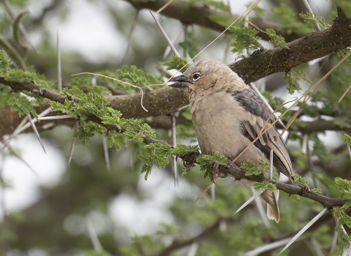 Gray-headed Social-Weaver - ML623762190