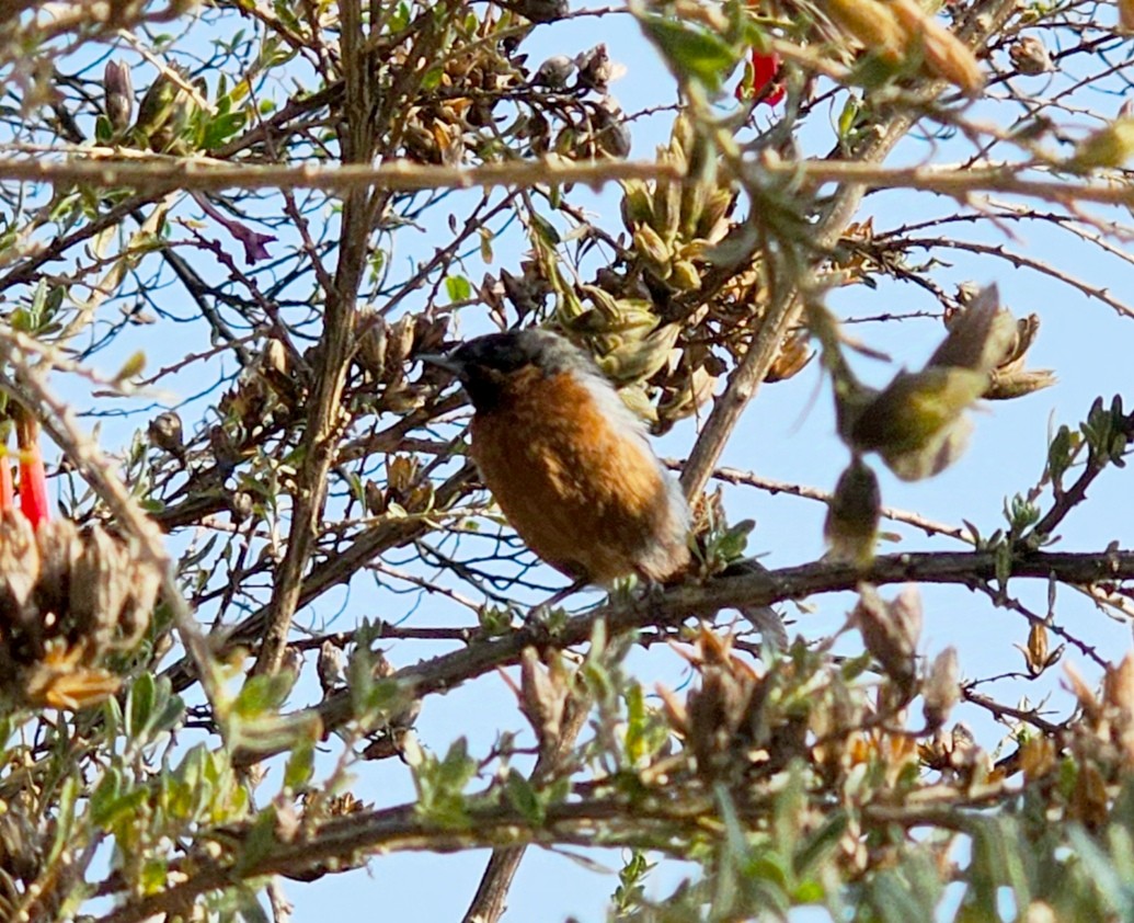 Black-throated Flowerpiercer - ML623762197