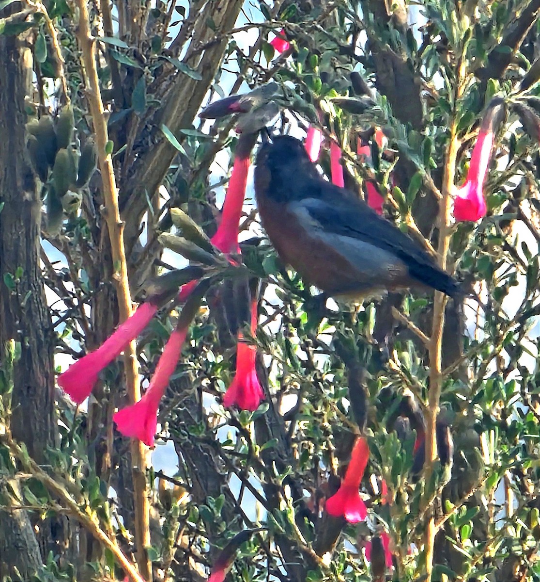 Black-throated Flowerpiercer - ML623762198